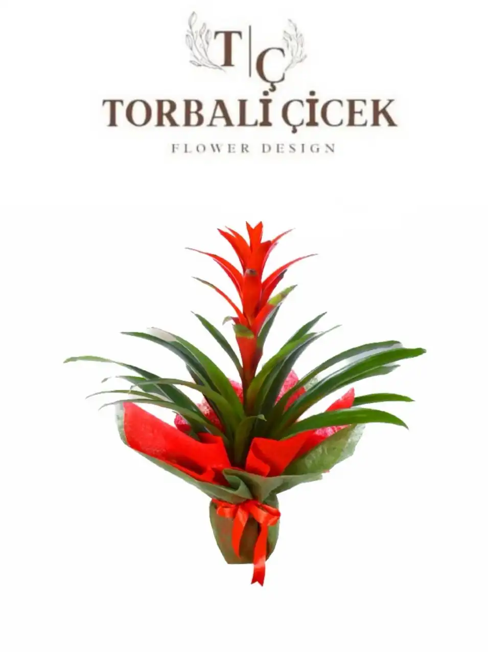 GUZMANIA SAKSI