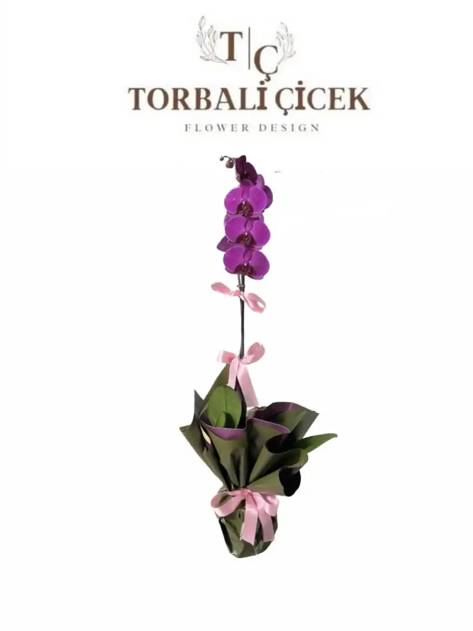 TEK DAL MOR ORKİDE