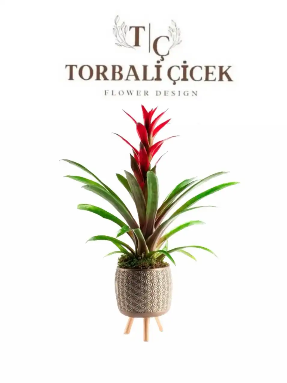 SAKSIDA GUZMANIA