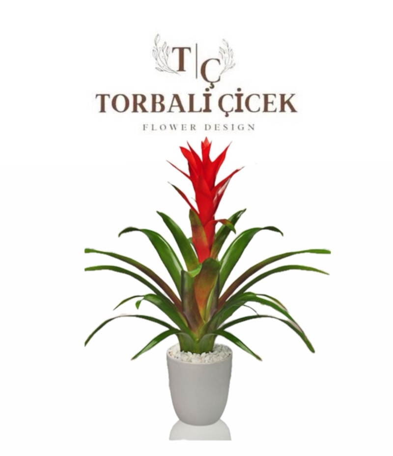 Saksıda Guzmania