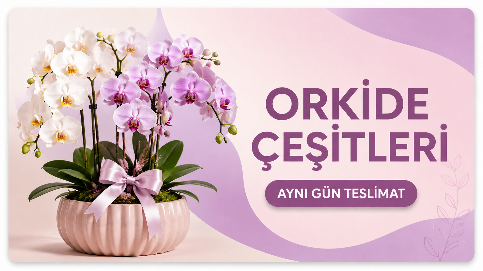Orkide Çeşitleri